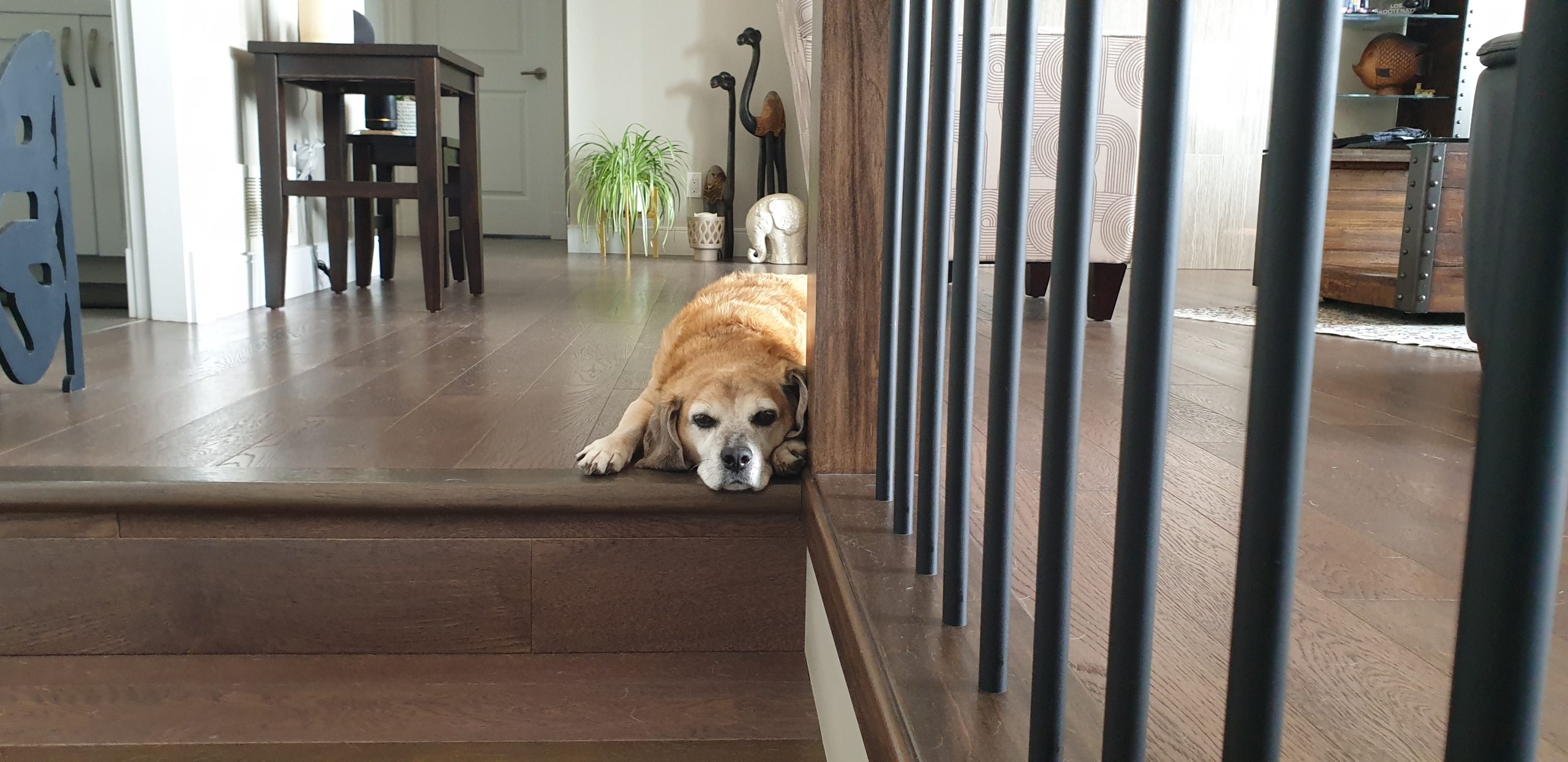 Housesitting